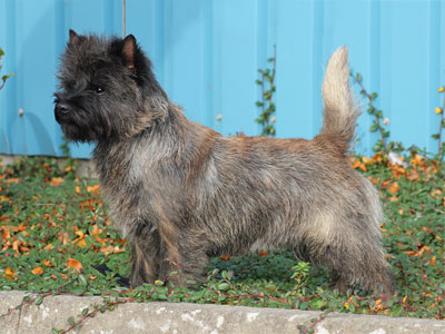 Cairn Terrier Zalazar Goes Wild