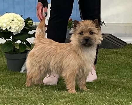 Cairn Terrier Motoppen's Petit Verdot