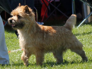 Cairn Terrier Zalazar Donna Dolores