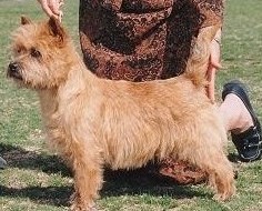 Cairn Terrier Zalazar American Intruder