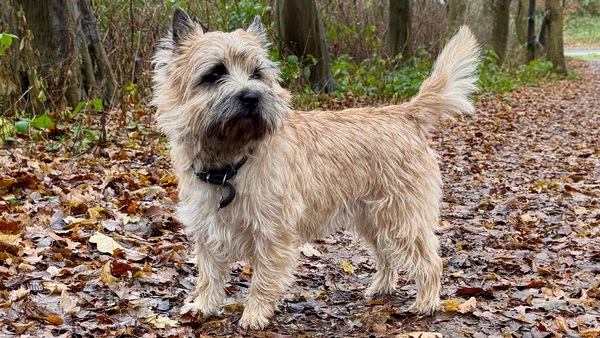 zalazar all we need is love