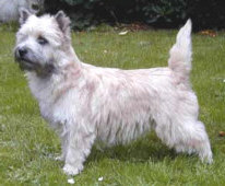 Cairn Terrier Zalazar Yo-Yo