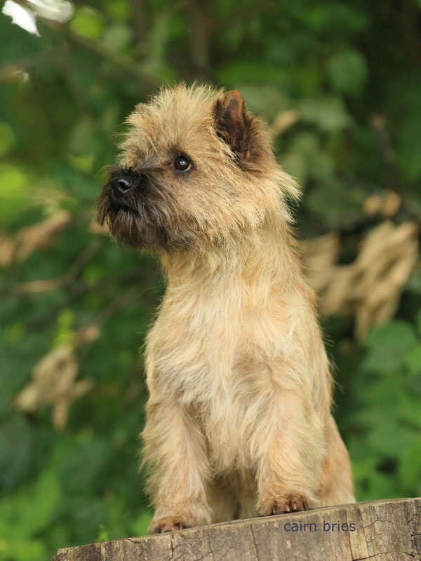 Cairn Terrier Zalazar Mai Tai