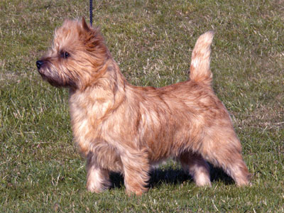 Cairn Terrier Zalazar On Stage